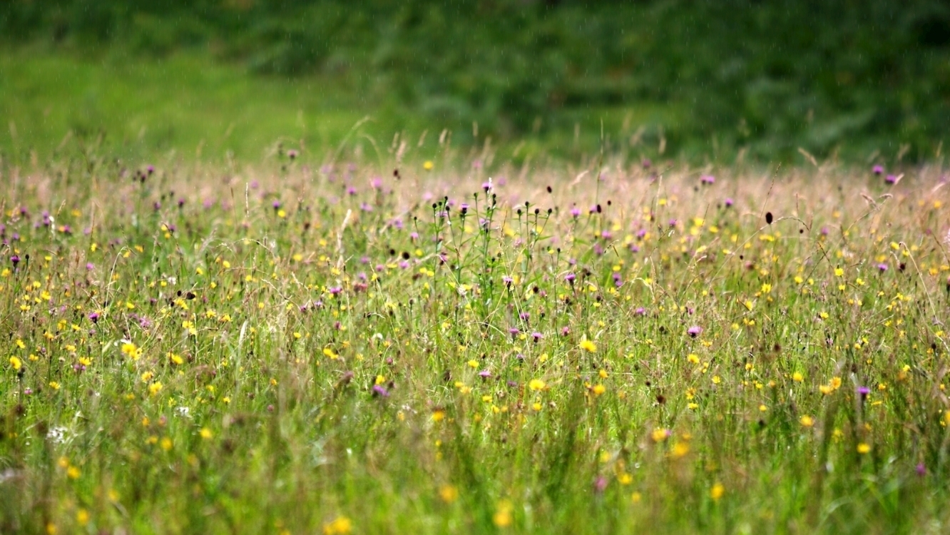 Putting Biodiversity on the Investment Agenda