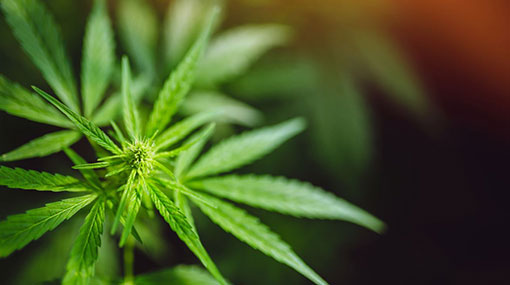 New Cannabis Screening Criteria