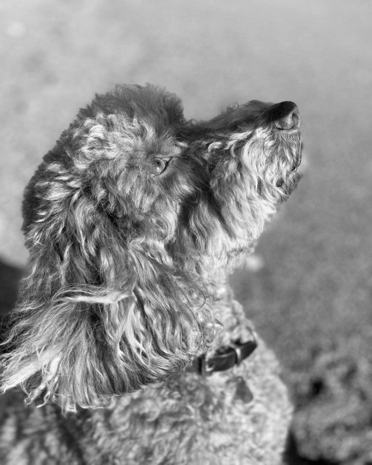 Rolo